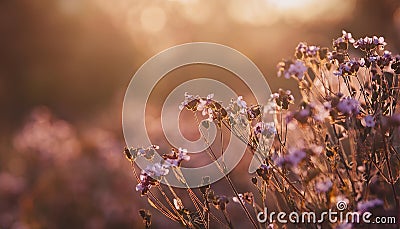 Flowers - Soft Focus Effect. Depth of Field. DOF - Depth of Field. Stock Photo
