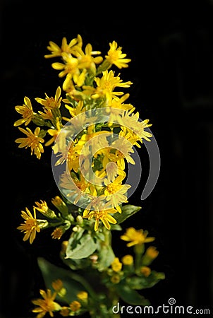 Flowers - Solidago, Goldenrod mountain Uzbekistan Stock Photo