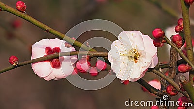 Flowers in spring series: plum blossoming in spring, it is the only remaining last winter flower, is the earliest blooming flower Stock Photo