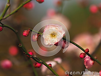 Flowers in spring series: plum blossoming in spring, it is the only remaining last winter flower, is the earliest blooming flower Stock Photo