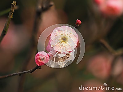 Flowers in spring series: plum blossoming in spring, it is the only remaining last winter flower, is the earliest blooming flower Stock Photo