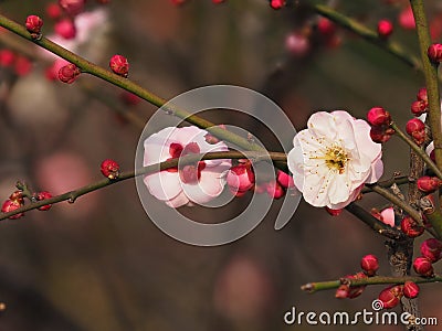 Flowers in spring series: plum blossoming in spring, it is the only remaining last winter flower, is the earliest blooming flower Stock Photo