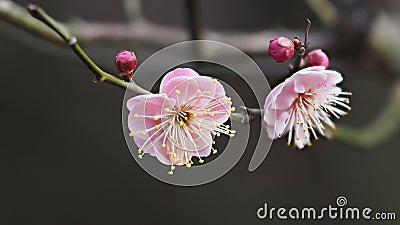 Flowers in spring series: plum blossoming in spring, it is the only remaining last winter flower, is the earliest blooming flower Stock Photo