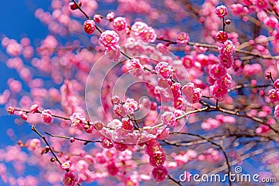 Flowers in spring series: plum blossoming in spring, it is the only remaining last winter flower, is the earliest blooming flower Stock Photo
