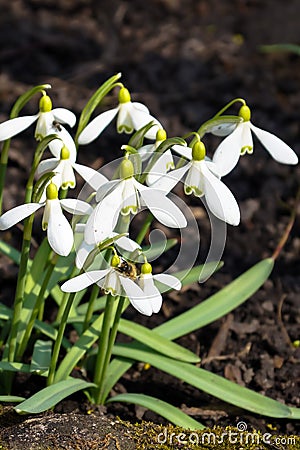 Flowers spring snowdrops white Stock Photo