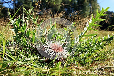 Flowers of Stemless Carline Thistle Stock Photo