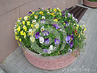 Flowers street decoration Stock Photo