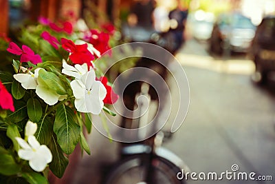 Flowers on street. Urban background Stock Photo