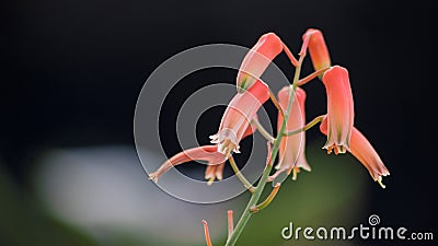 Flowers from the succulent plant Aloin Stock Photo