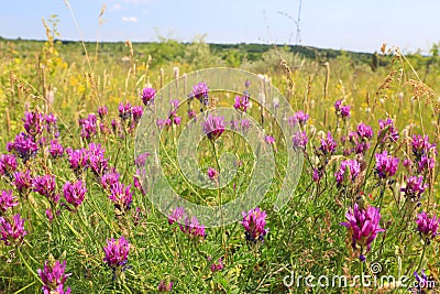 Flowers summer meadow Stock Photo