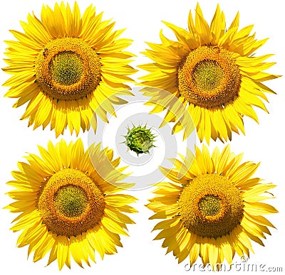 Flowers of sunflower, isolated on white Stock Photo