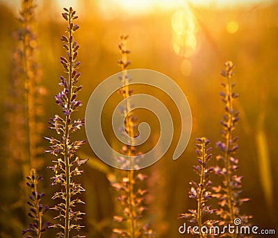 Flowers in the sunset Stock Photo