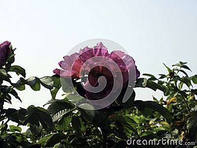 Flowers of sweet briar in clusters against the sky Stock Photo