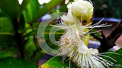 The flowers of Syzygium aqueum Stock Photo