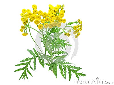 Flowers of tansy. Stock Photo