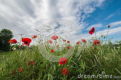 Flowers tend to sky Stock Photo