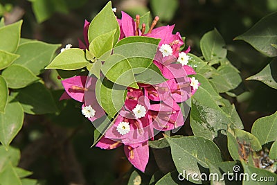 Flowers are in th blue nature Stock Photo