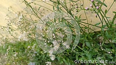 Flowers of thale cress. Cute and lovely little white flower. Wild flower Stock Photo