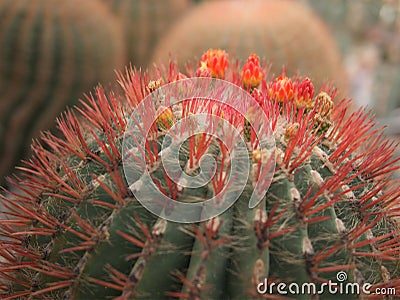 The flowers and thorn on the cactus top side Stock Photo