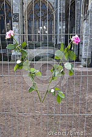 Flowers tied onto temporary fencing Editorial Stock Photo