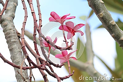 Flowers, stems, reddish color, brown stems, blossom flowers Stock Photo