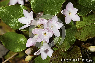 Flowers of trailing arbutus at Valley Falls Park in Connecticut. Stock Photo