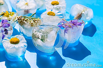 Flowers trapped in a block of ice. Ice cubes with wild herbs close up Stock Photo