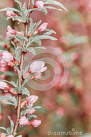 Flowers on tree branch in nature. Delicate Pink Cherry Blossoms against blurred background Stock Photo