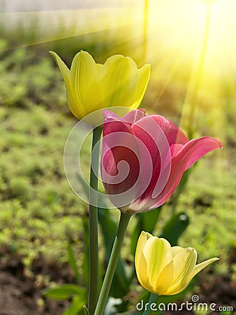 Flowers tulips Stock Photo