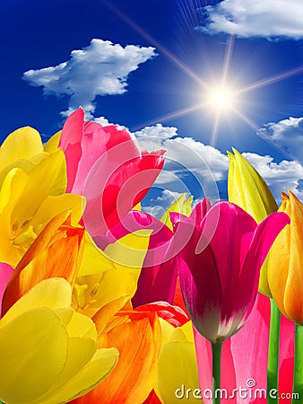 Flowers tulips Stock Photo