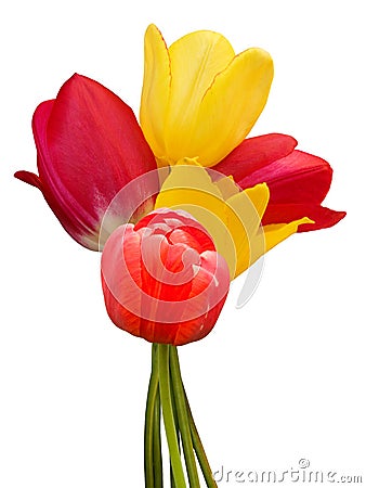 Flowers tulips bouquet Stock Photo