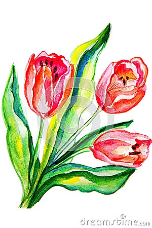 Flowers tulips painted in watercolor Stock Photo