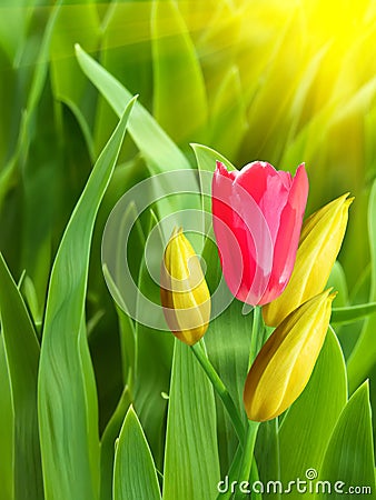 Flowers tulips red yellow petals Stock Photo