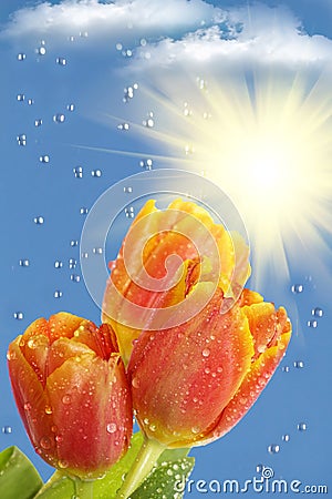 Flowers tulips sun rain clouds Stock Photo