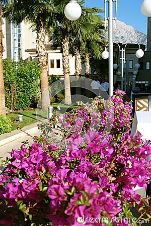 Flowers in Turkish hotel. Editorial Stock Photo