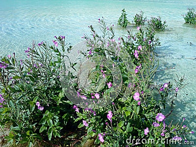 Flowers in Turquoise water Stock Photo