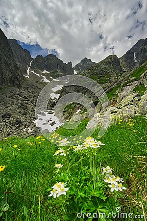 Flowers under Pfinnova kopa mountain over Kotlina piatich Spisskych plies valley Stock Photo