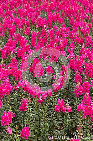 A sea of pink Gladiolus at Du Fu Thatched Cottage, Chengdu, Sichuan, China Stock Photo