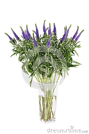 Flowers Veronica Isolated Stock Photo