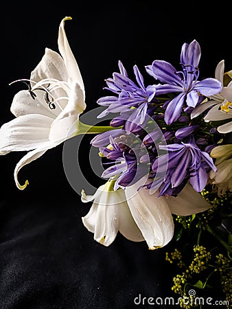 Flowers violet blackbackground Stock Photo