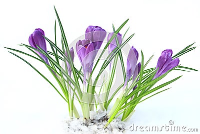 Flowers violet crocus in the snow, spring Stock Photo