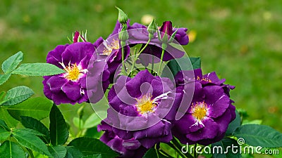 Flowers of violet rose in garden on a bush, close-up, selective focus, shallow DOF Stock Photo