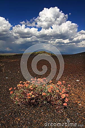 Flowers in Volcanic Landscape Stock Photo