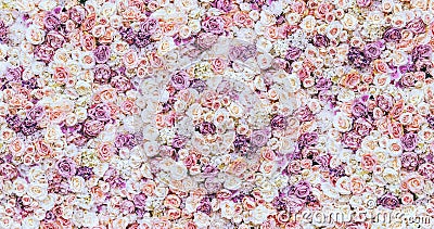 Flowers wall background with amazing red and white roses, Wedding decoration, hand made. Toning Stock Photo