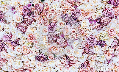 Flowers wall background with amazing red and white roses, Wedding decoration, hand made. Stock Photo