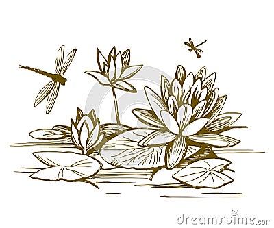 Flowers of water lilies Vector Illustration