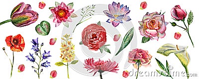 Flowers watercolor illustration. Set of flowers isolated on white background Cartoon Illustration