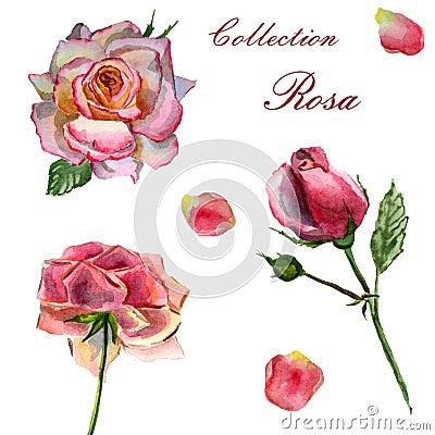 Flowers watercolor illustration. Set of pink roses on a white background. Cartoon Illustration