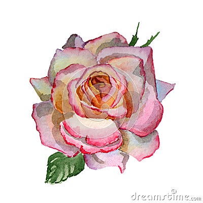 Flowers watercolor illustration. A tender pink rosa on a white background. Cartoon Illustration