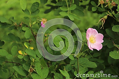 Flowers on the street of Suvorov in the city of Korolev. Stock Photo